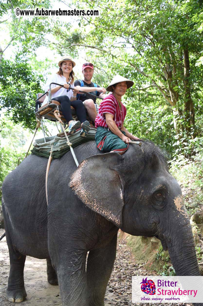 Elephant Safari 