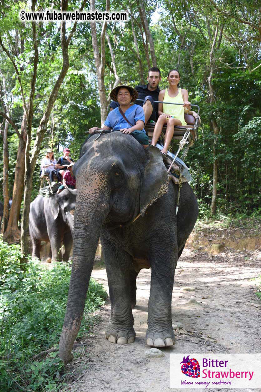 Elephant Safari 