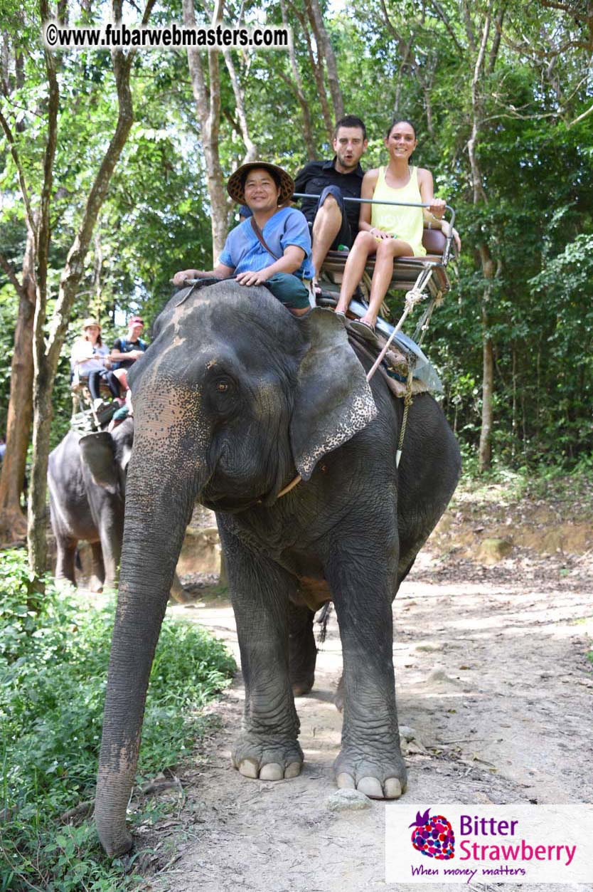 Elephant Safari 