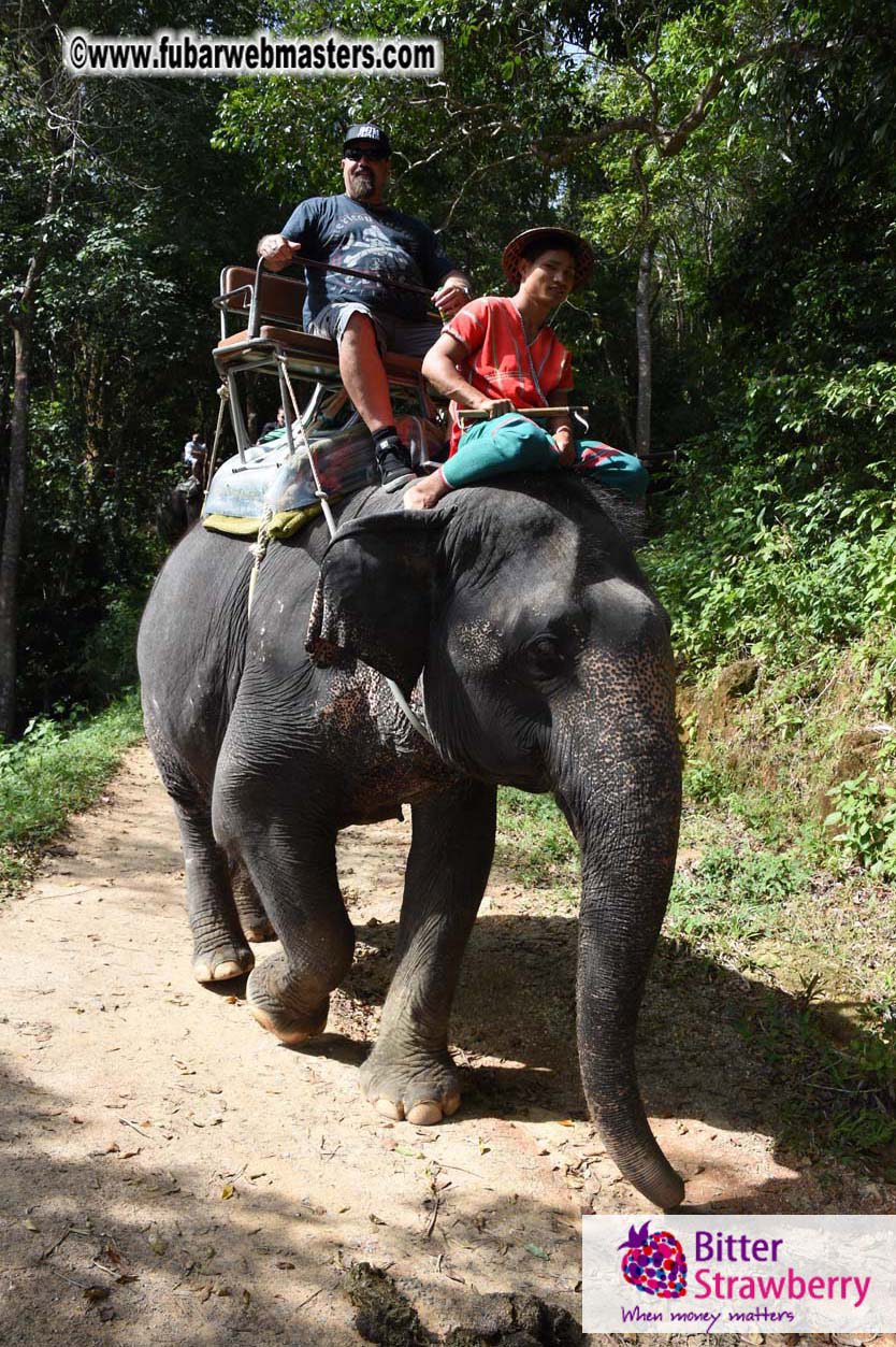 Elephant Safari 