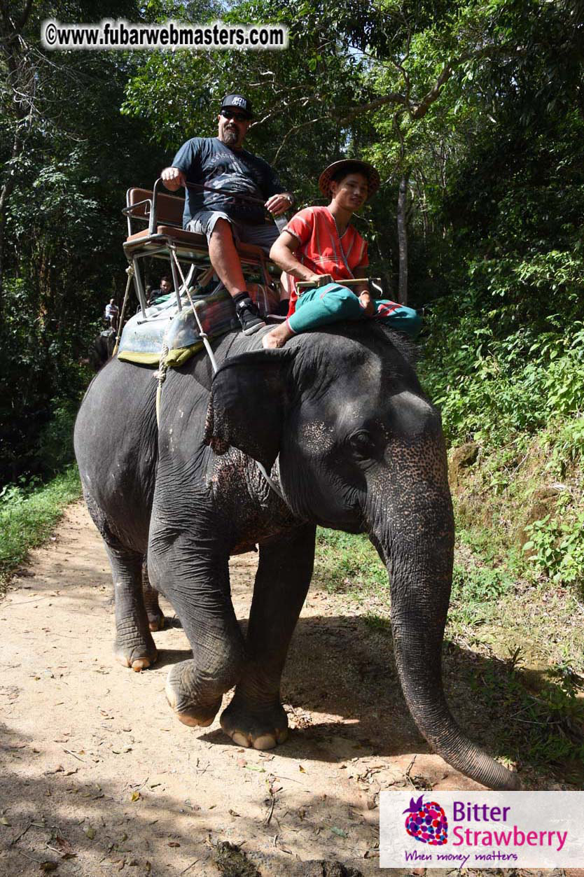 Elephant Safari 