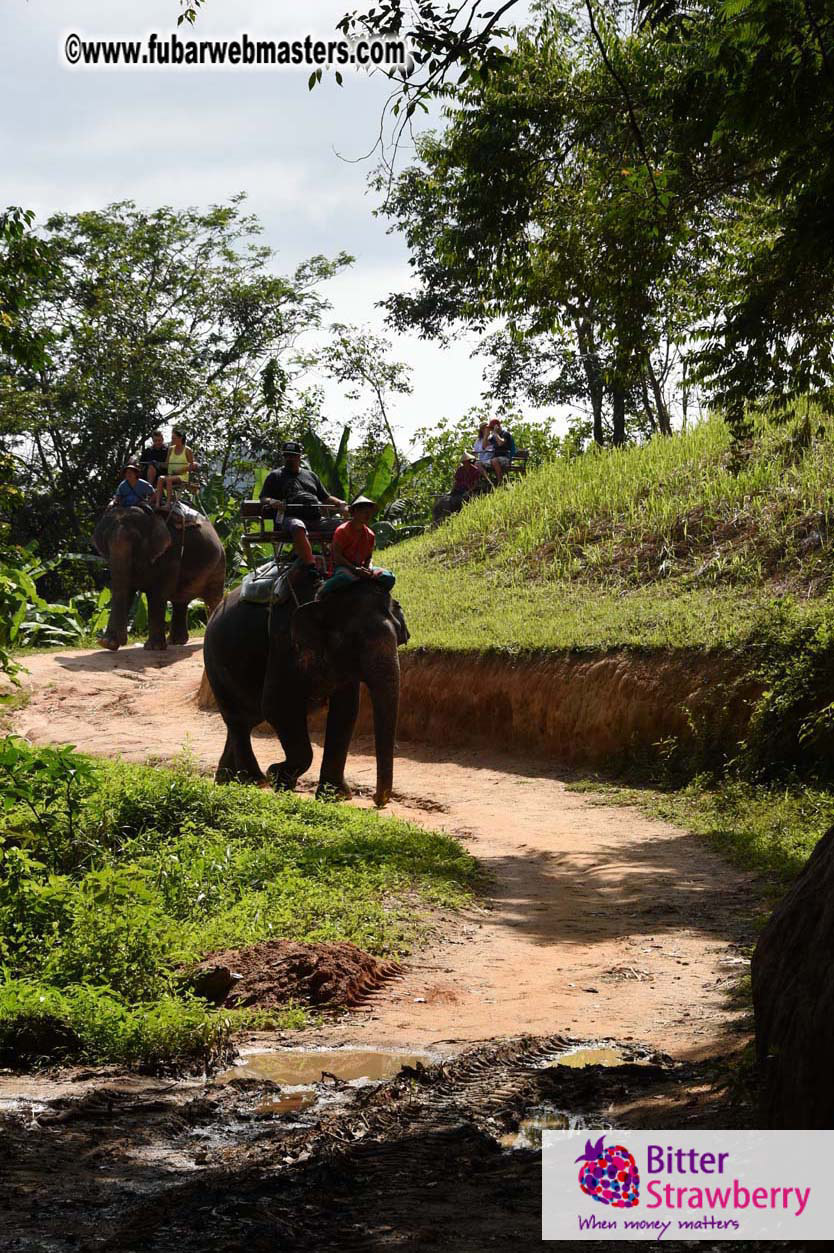 Elephant Safari 