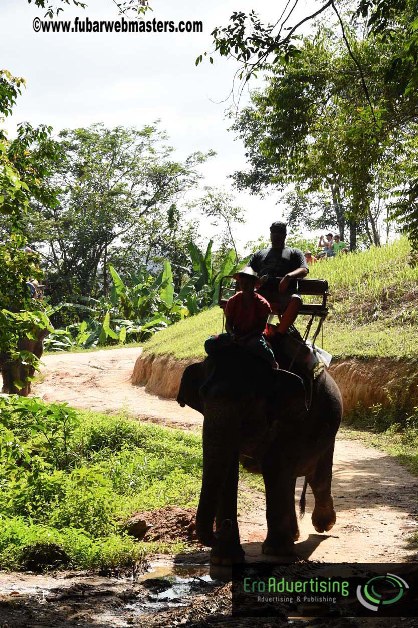 Elephant Safari 