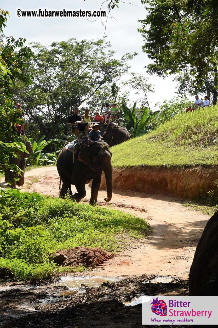 Elephant Safari 