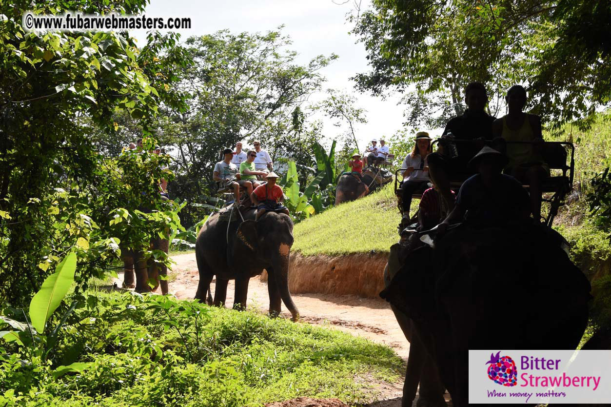 Elephant Safari 