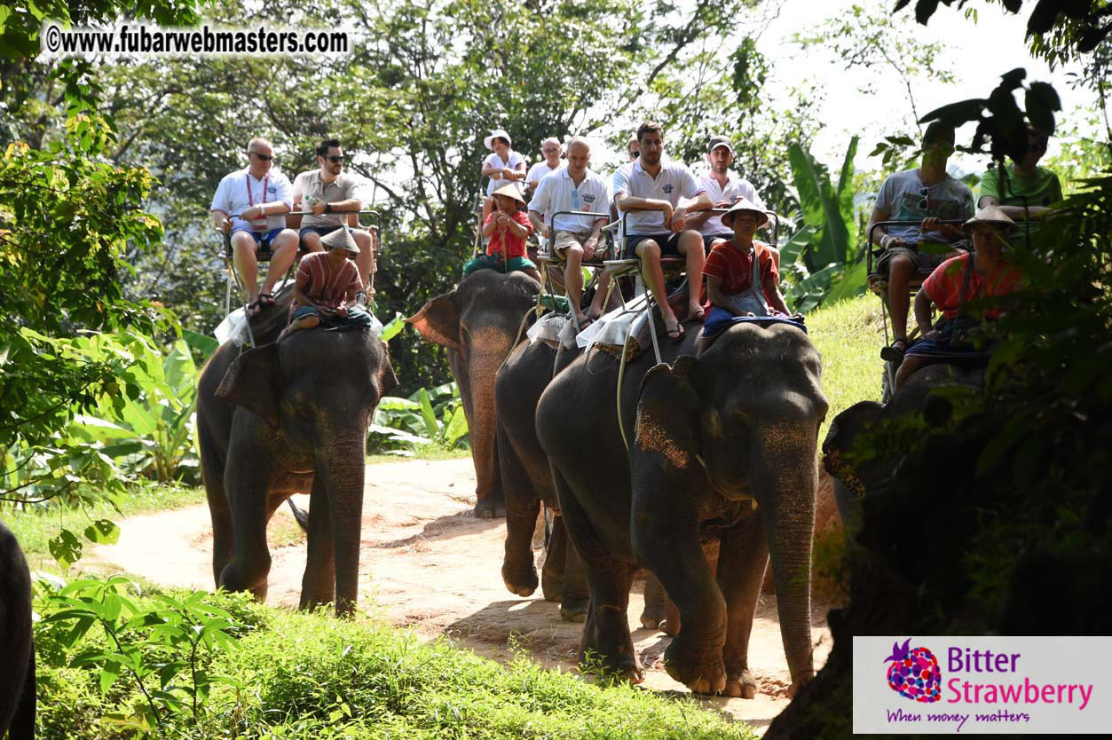 Elephant Safari 