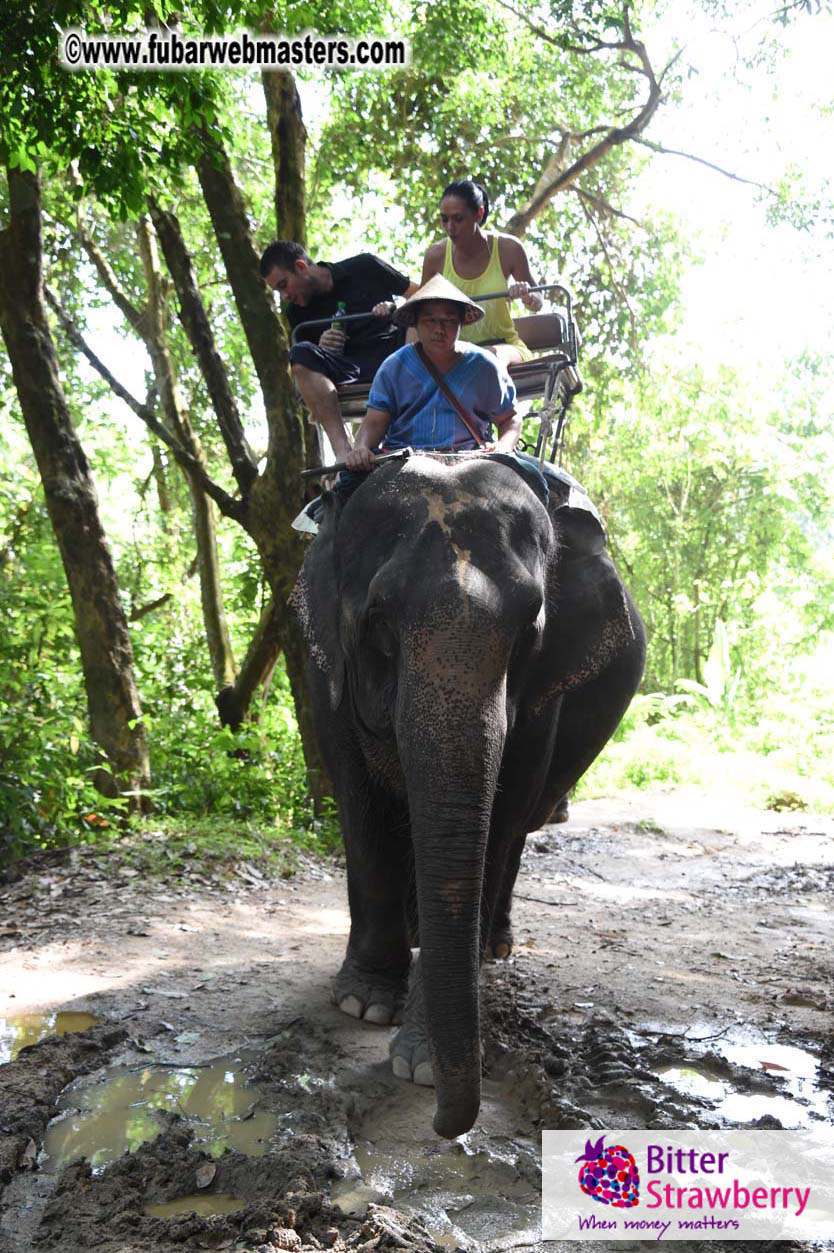 Elephant Safari 