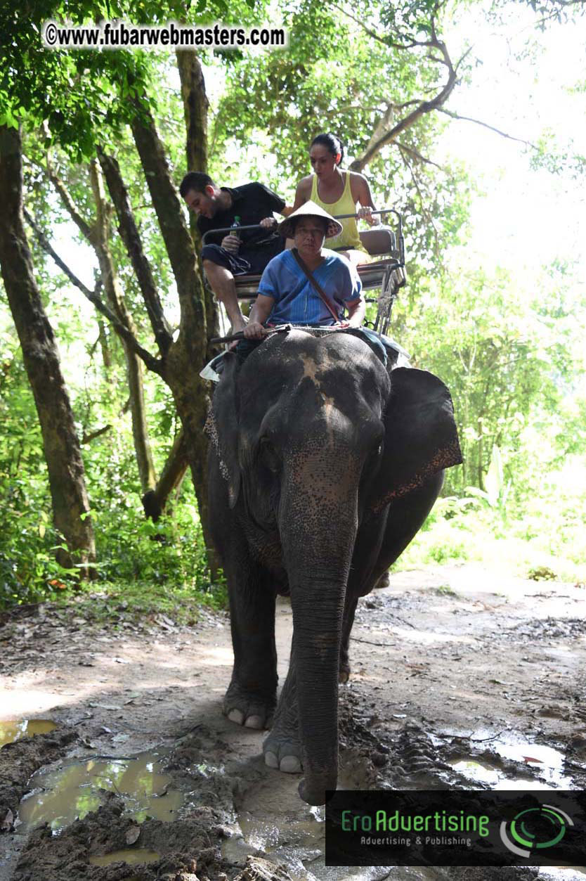 Elephant Safari 