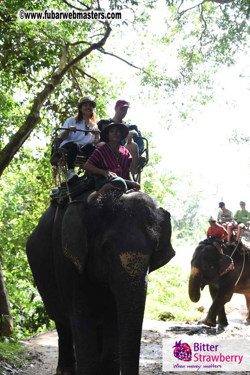 Elephant Safari 