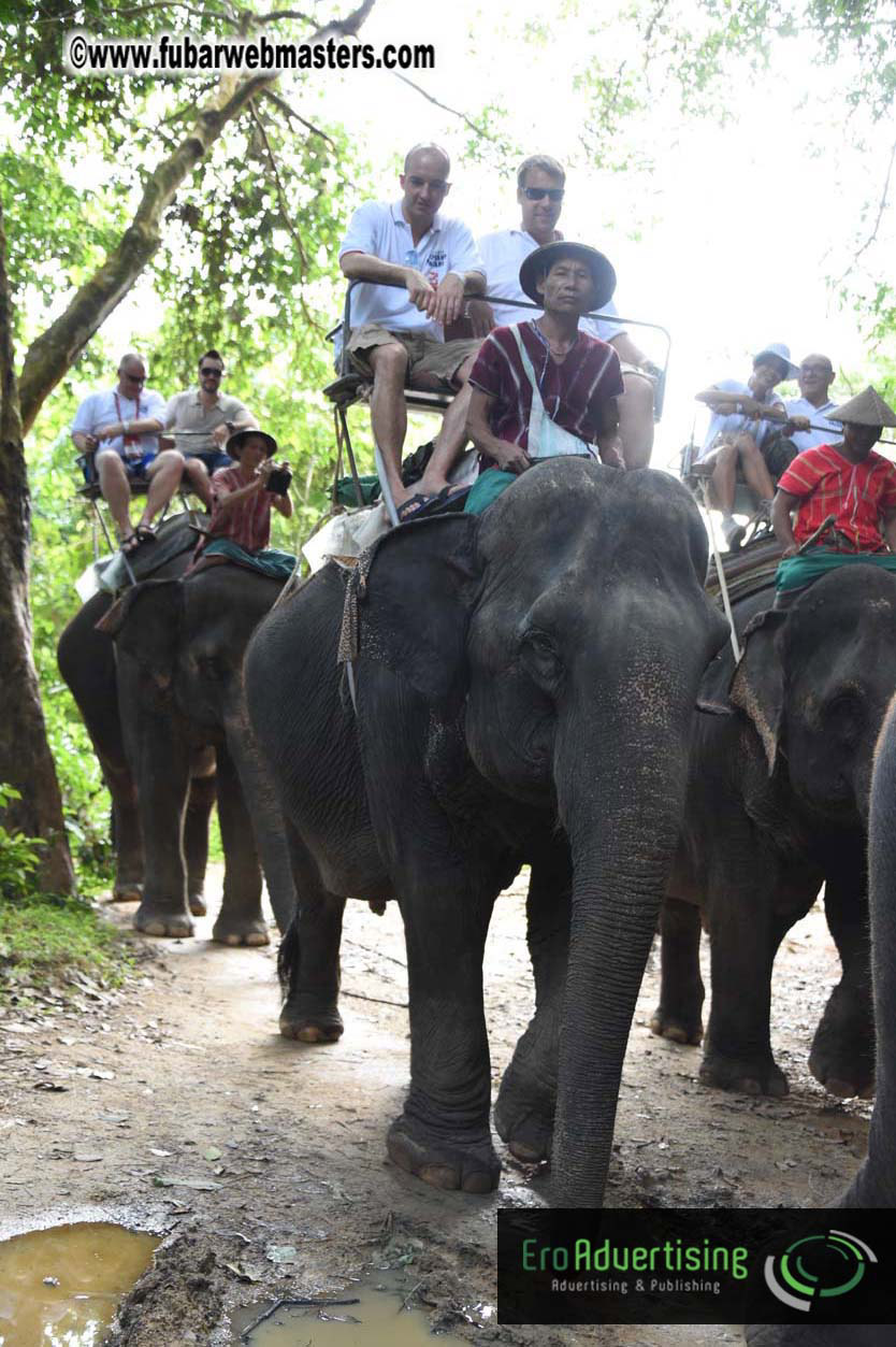 Elephant Safari 