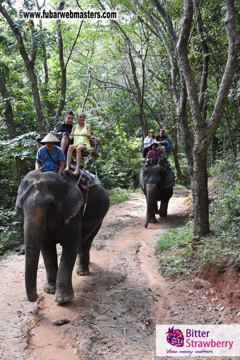 Elephant Safari 