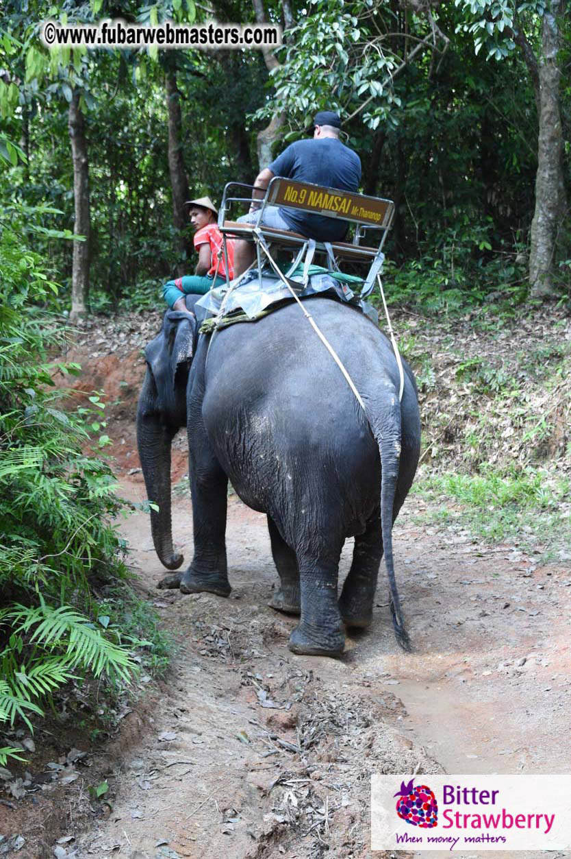 Elephant Safari 