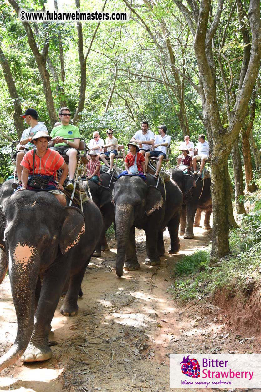 Elephant Safari 