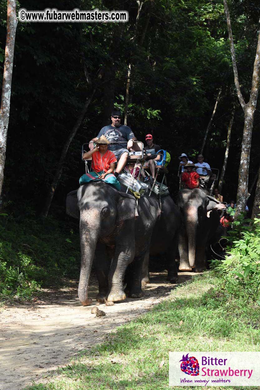 Elephant Safari 