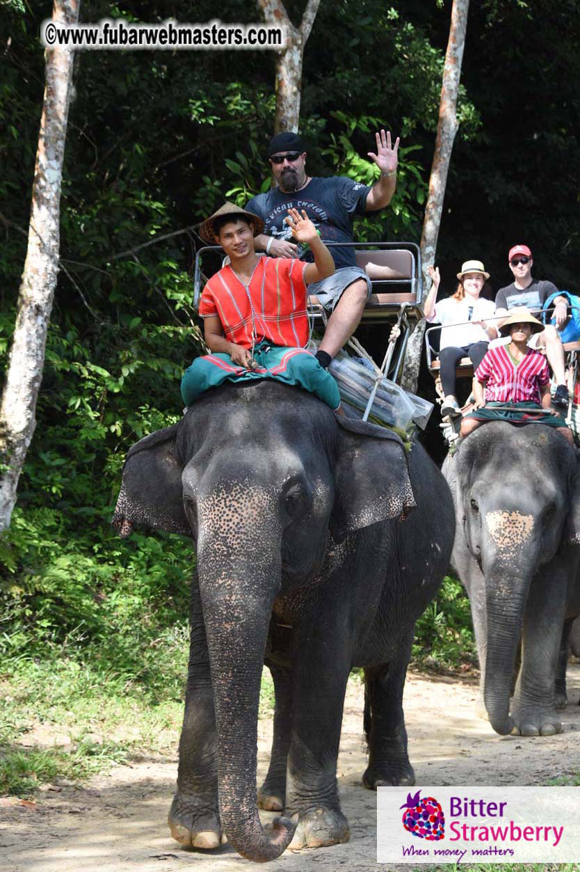 Elephant Safari 