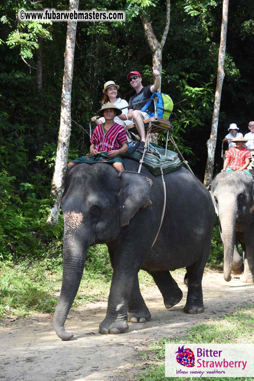 Elephant Safari 