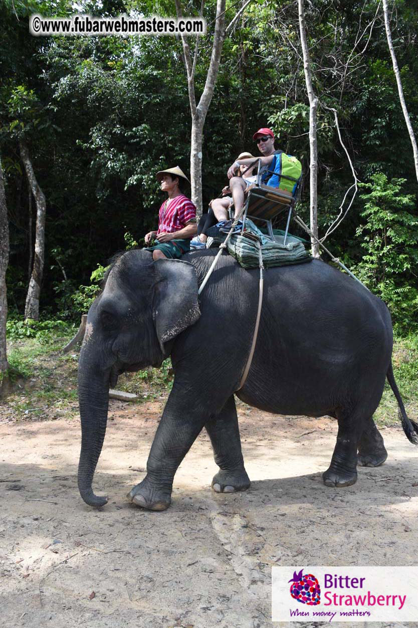 Elephant Safari 