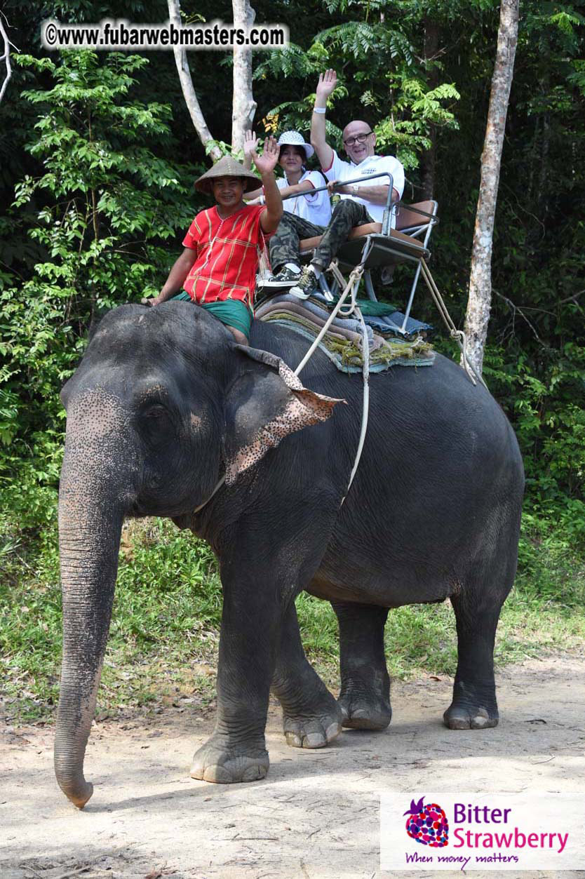 Elephant Safari 