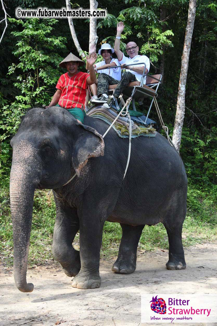 Elephant Safari 