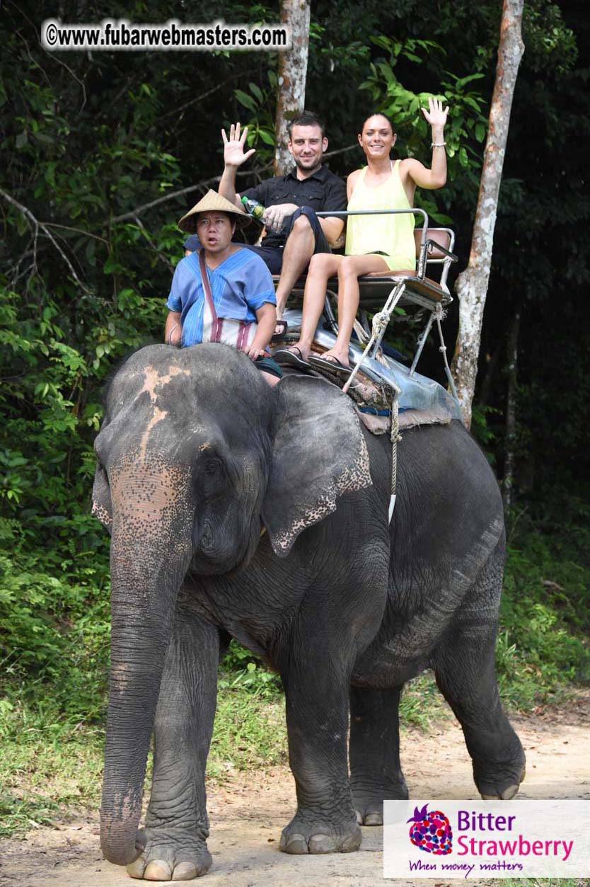 Elephant Safari 