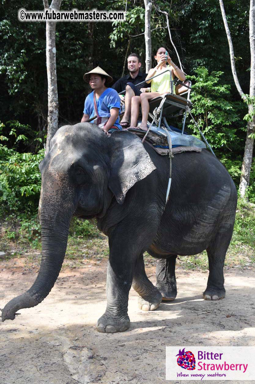 Elephant Safari 