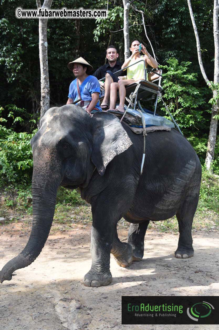 Elephant Safari 