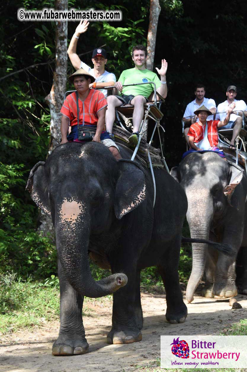 Elephant Safari 