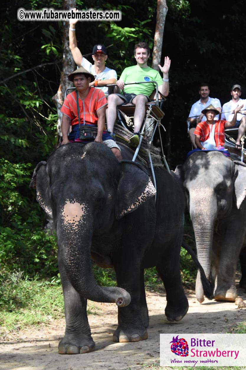 Elephant Safari 