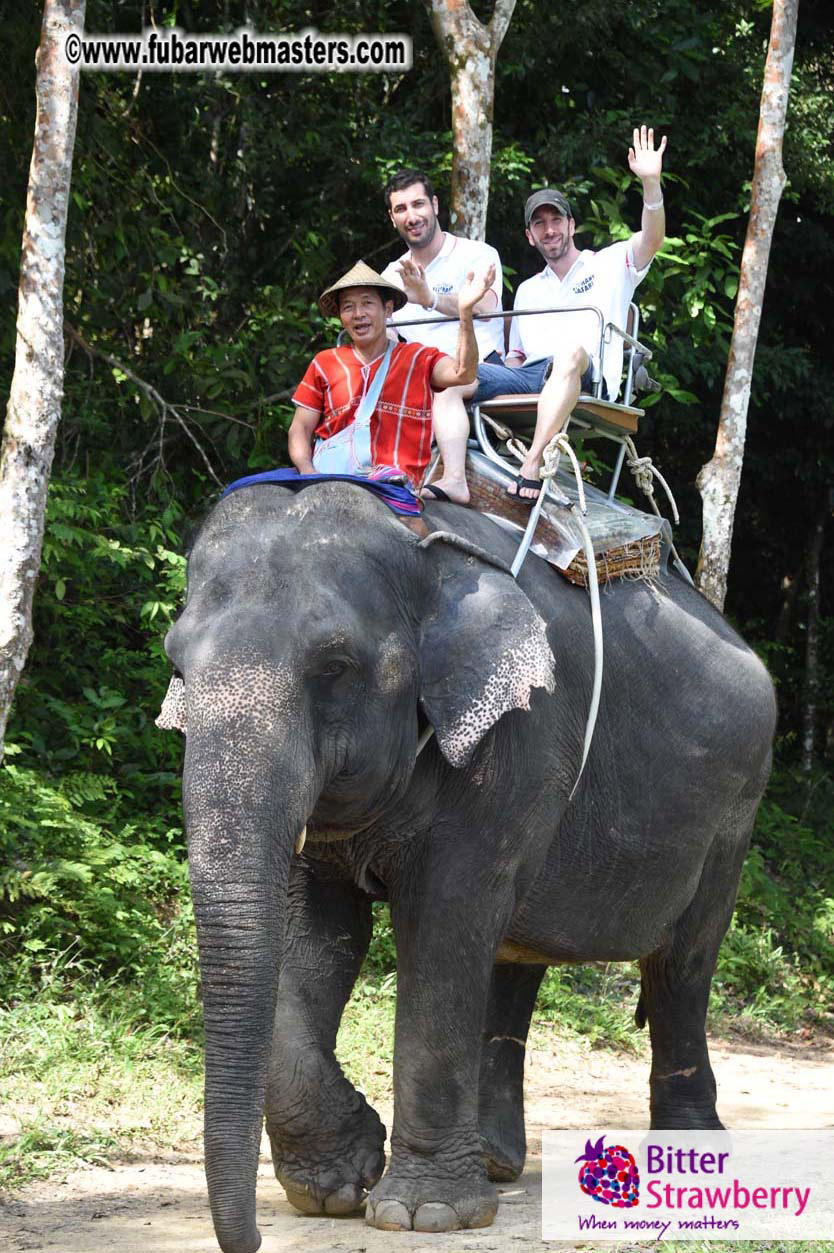 Elephant Safari 