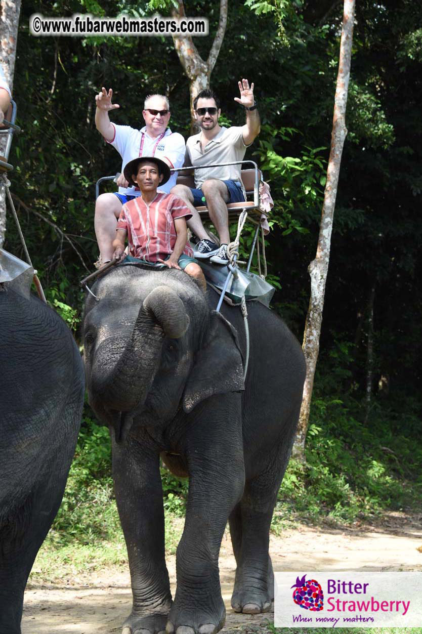 Elephant Safari 