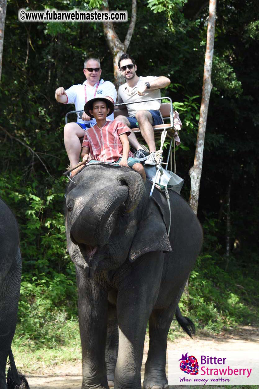 Elephant Safari 