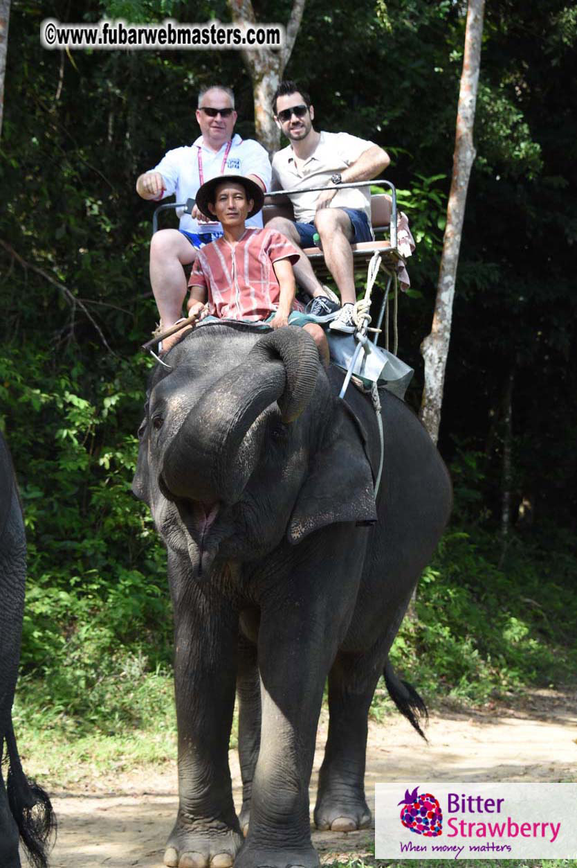 Elephant Safari 