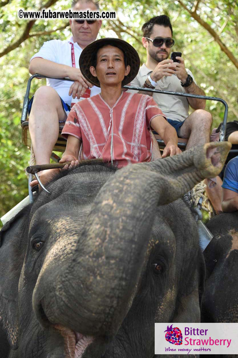 Elephant Safari 