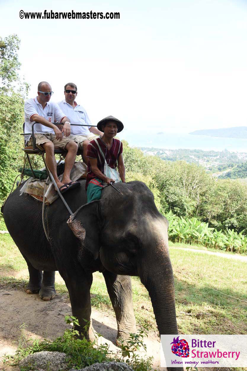 Elephant Safari 