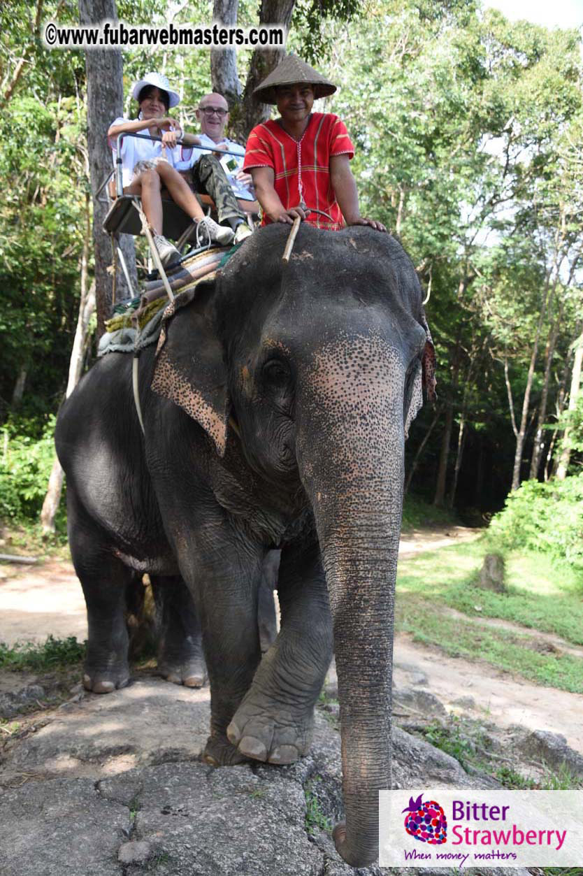 Elephant Safari 