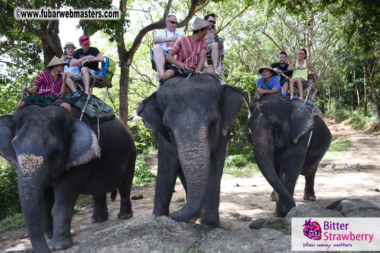 Elephant Safari 