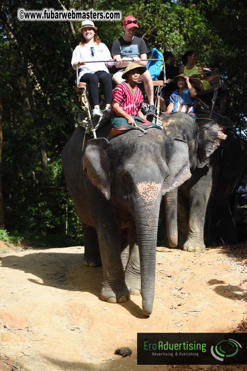 Elephant Safari 