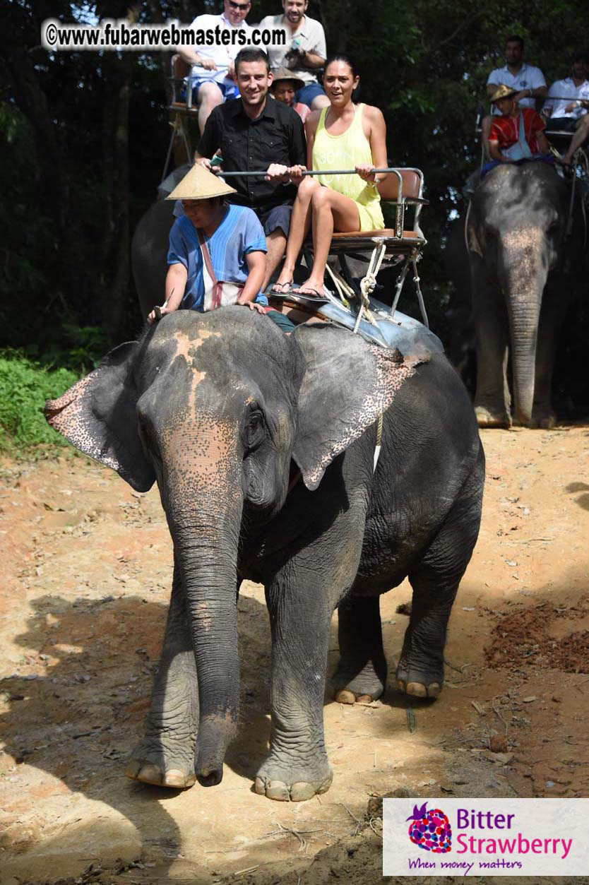 Elephant Safari 