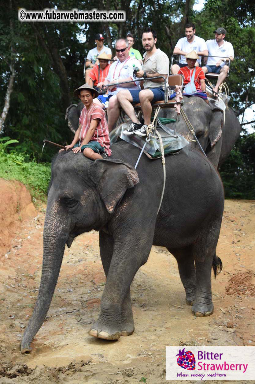 Elephant Safari 