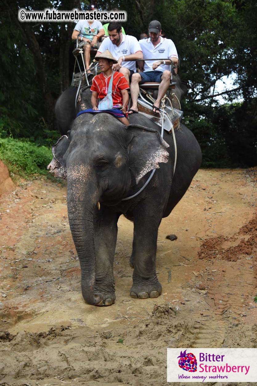 Elephant Safari 