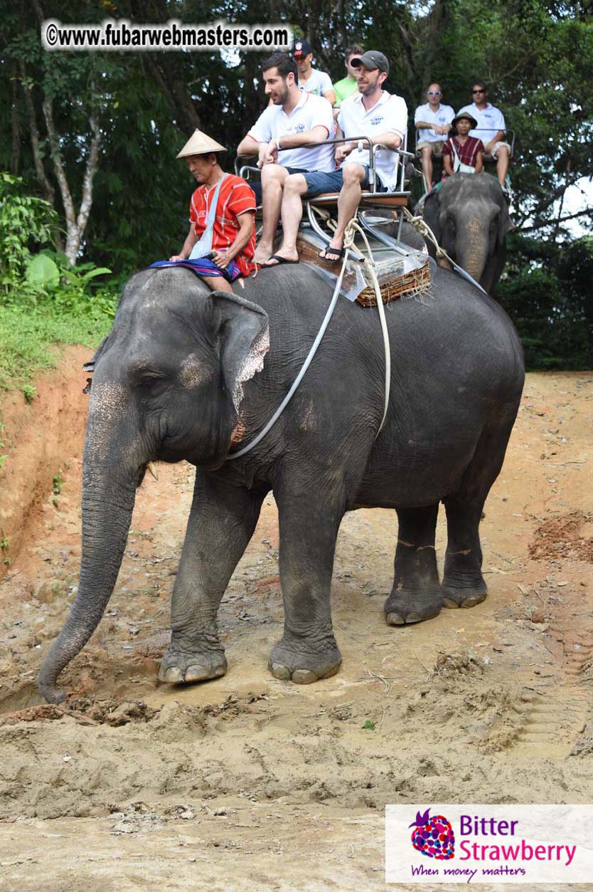 Elephant Safari 