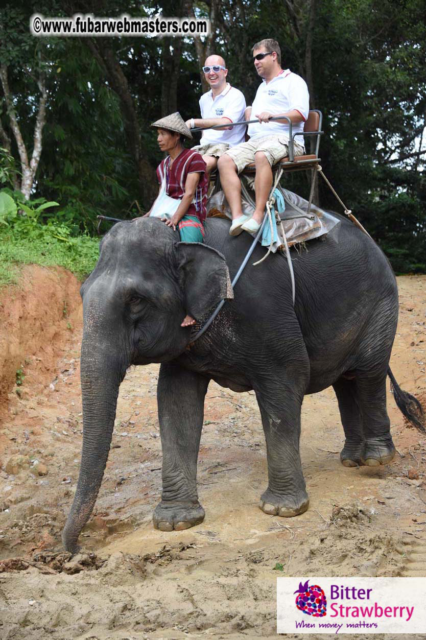 Elephant Safari 