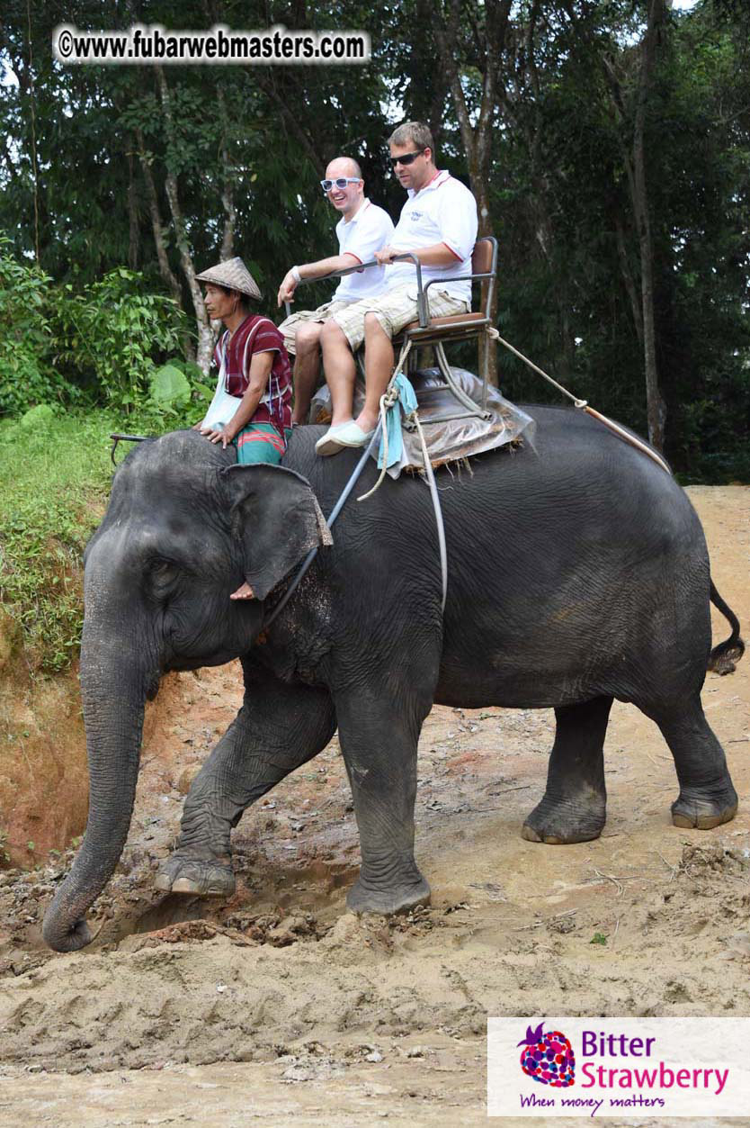 Elephant Safari 