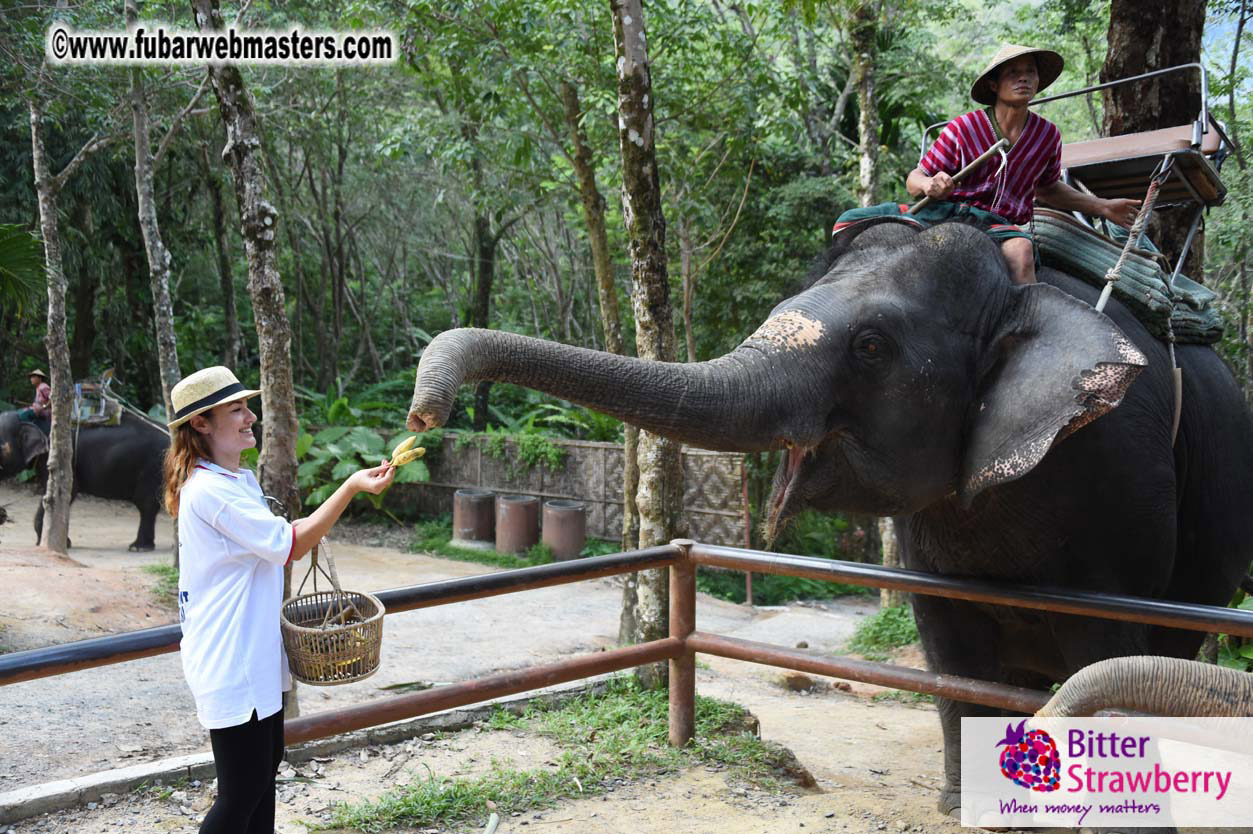 Elephant Safari 