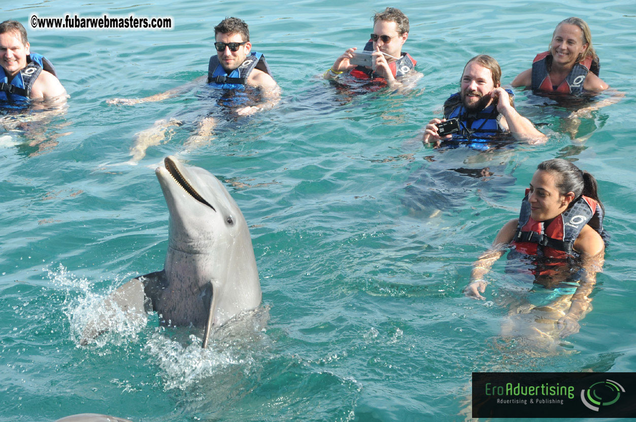 Dolphin Swim