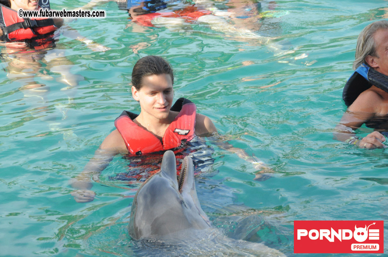 Dolphin Swim