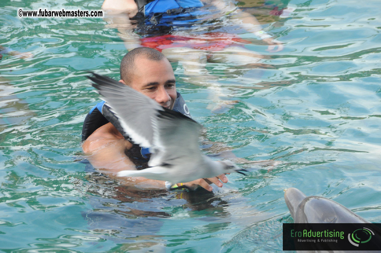 Dolphin Swim