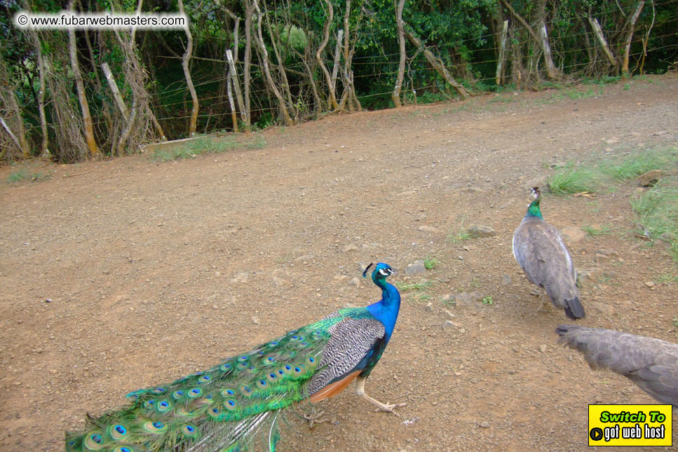 GoodGirl & Baddog's Hawaii Photos