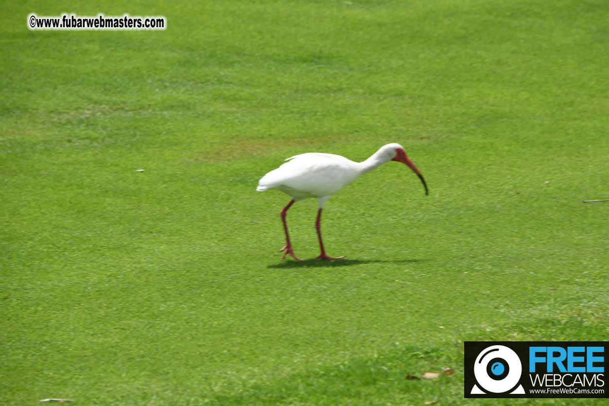 XBIZ Golf Tournament