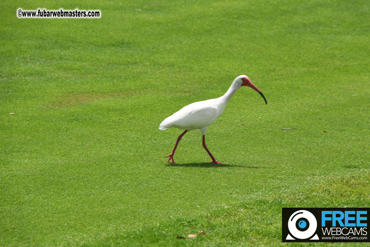 XBIZ Golf Tournament